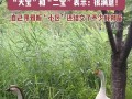 网红大鹅